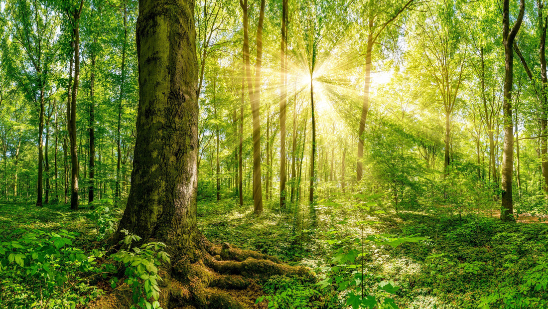 foresta bosco verde treeonfy piantumazione alberi