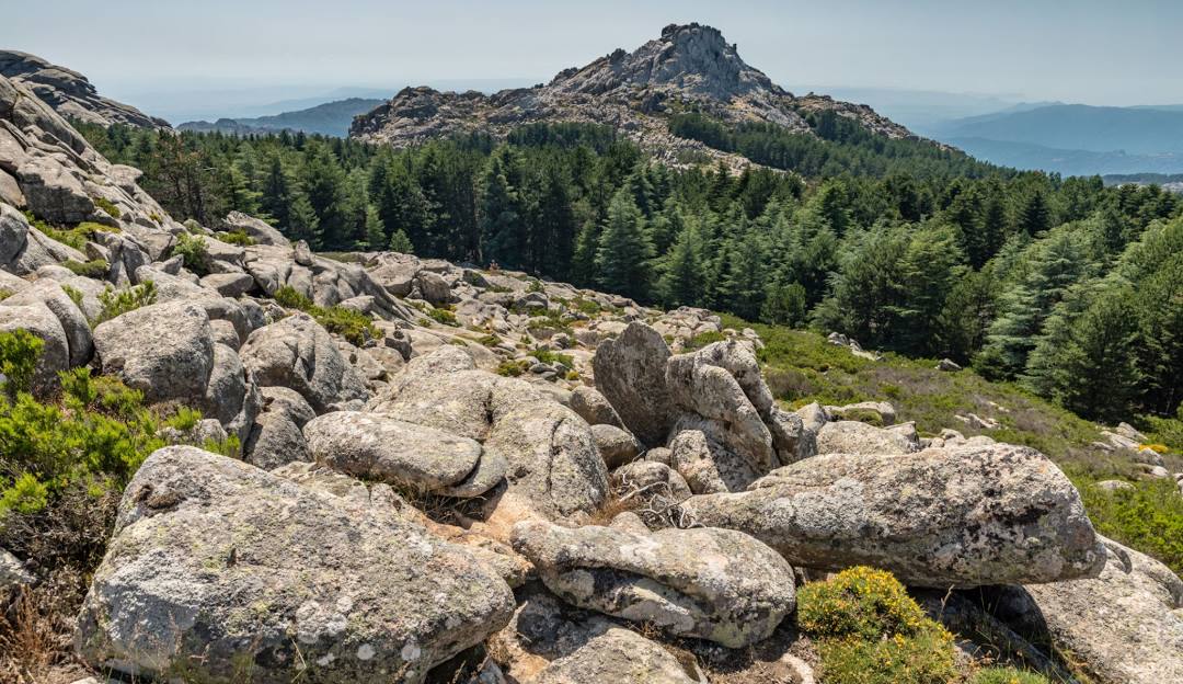 Quali sono le Foreste Più Grandi d'Italia?