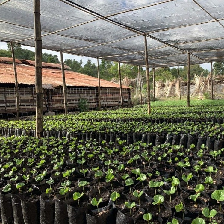 viavio con migliaia di alberi e piantine da piantare treeonfy riforestazione haiti