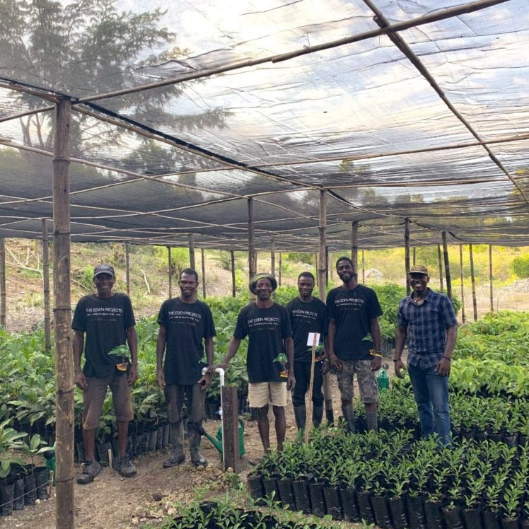 gruppo piantatori di alberi ad haiti treeonfy riforestazioe