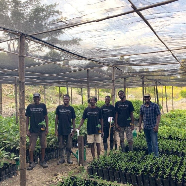 6 africani in viavio di alberi da piantare per progetto di riforestazione a distanza treeonfy