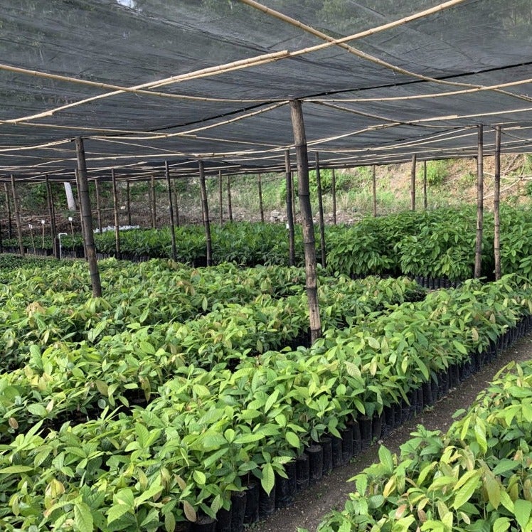 vivaio con piante alberi da piantare ad haiti per treeonfy riforestazione