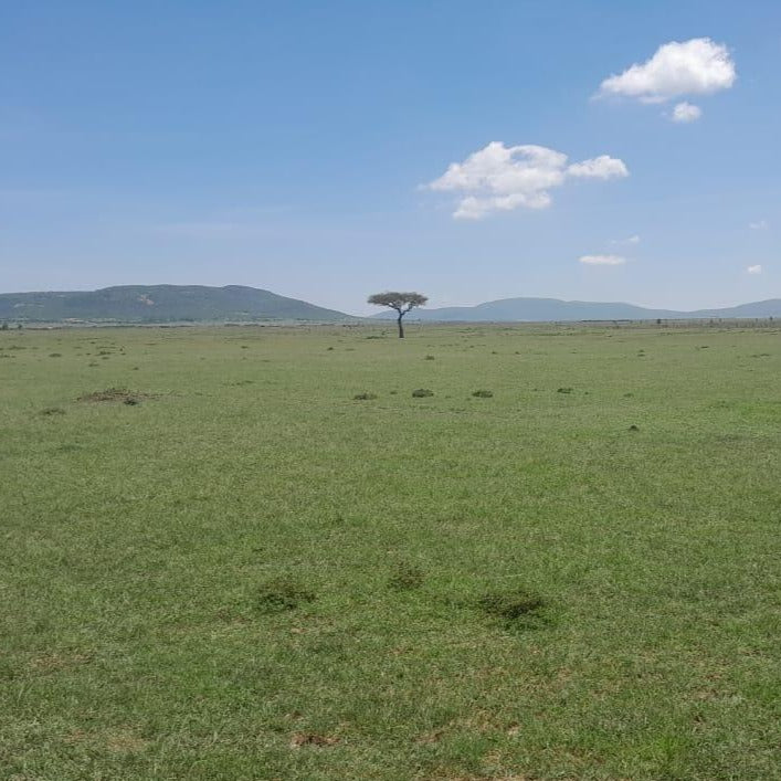 1 Albero in Kenya - Evento Trees4Girls