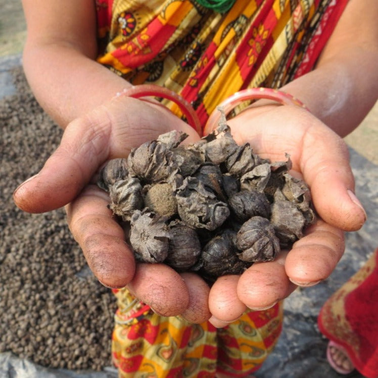 semi di alberi da piantare in nepal con treeonfy riforestazione