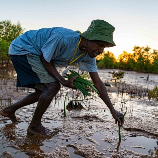 uomo madagascar che pianta mangrovie in bassa marea riofrestazione treeonfy