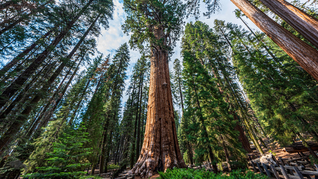 foresta sequoia park treeonfy riforestazione