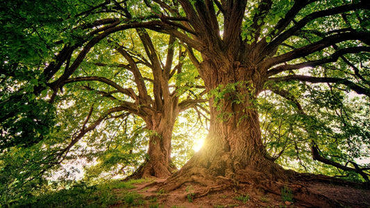 Vota l'Albero dell'Anno con Giant Trees Foundation