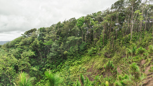 La Riforestazione Può Assorbire 10 Volte Più CO2 del Previsto