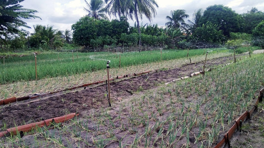 Agroforestry: natura che lavora con l’agricoltura