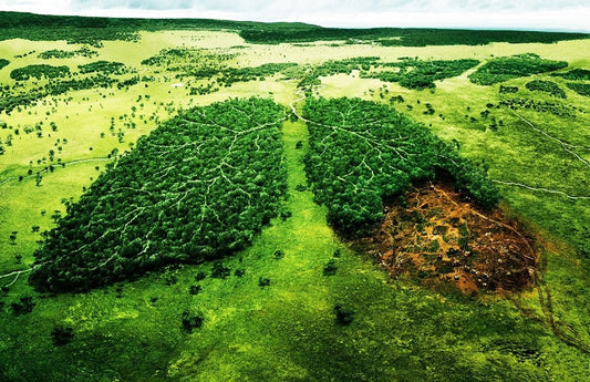 Deforestazione massiva in Amazzonia: riduzione del Polmone Verde più grande del Mondo