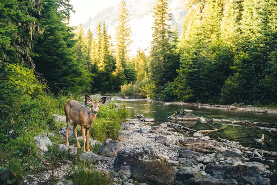 Cambiamento Climatico: Quasi la Metà delle Specie di Alberi in Europa a Rischio