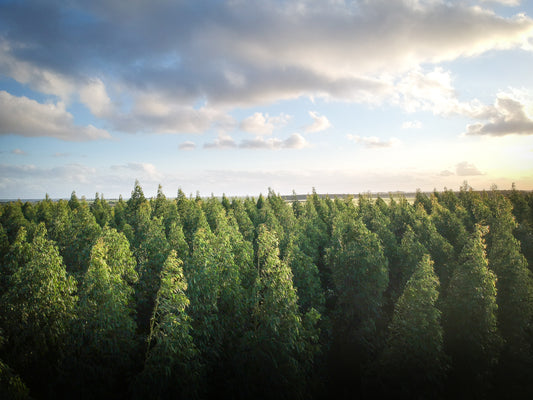 foresta di pini con cielo azzurro e nuvola durante estate treeonfy riforestazione