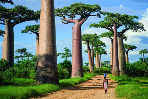 Quali Sono Le Cause Della Deforestazione In Madagascar?