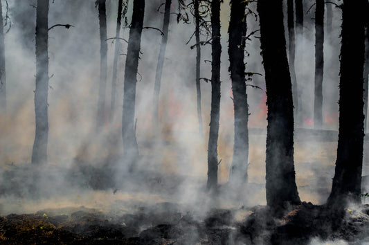 Fiamme e futuro: l’Italia che brucia