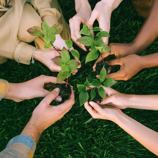 Regala un Albero – Idee Regalo Green e Sostenibili