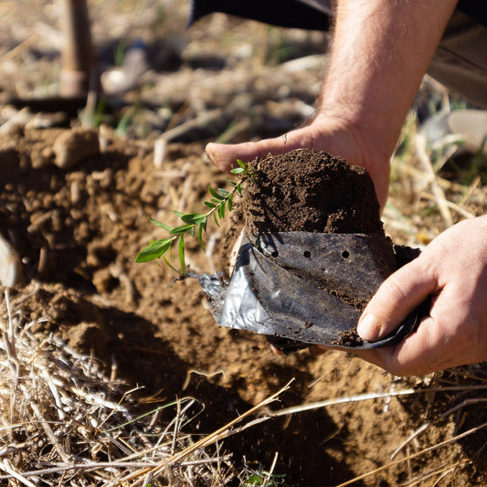 Pianta 1 albero per ogni dipendente