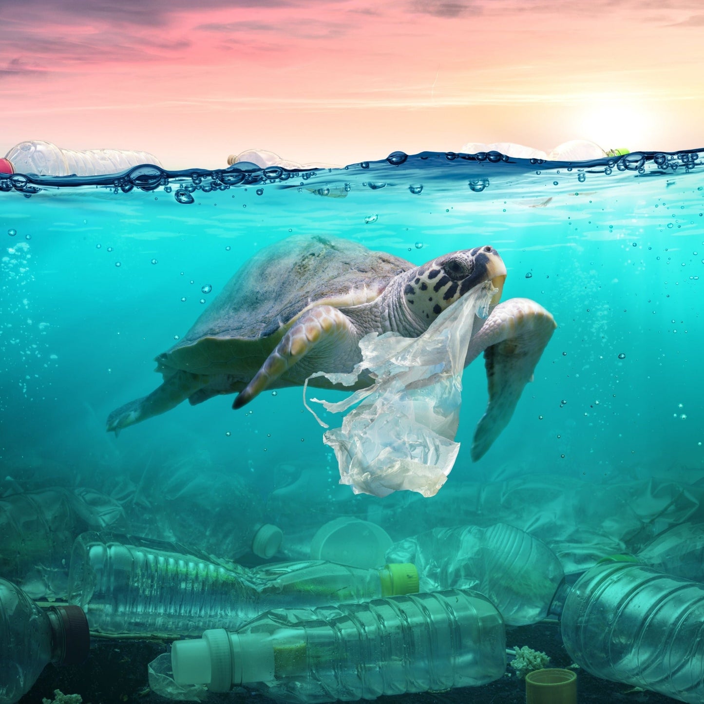 tartaruga in mare inquinato da plastica con busta 
