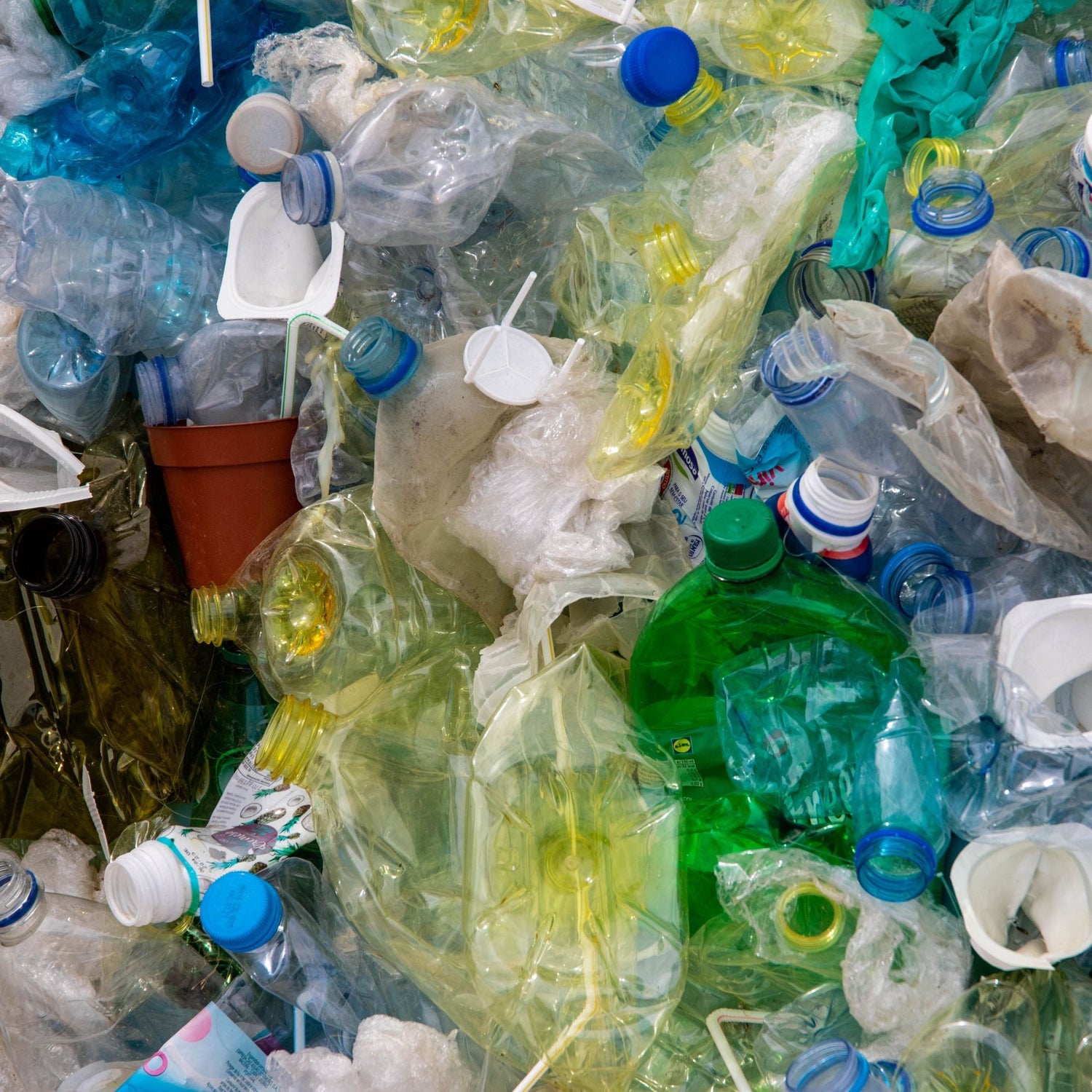 bottiglie e rifiuti di plastica treeonfy rimozione