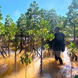 mangrovie che crescono nel mare treeonfy riforestazione