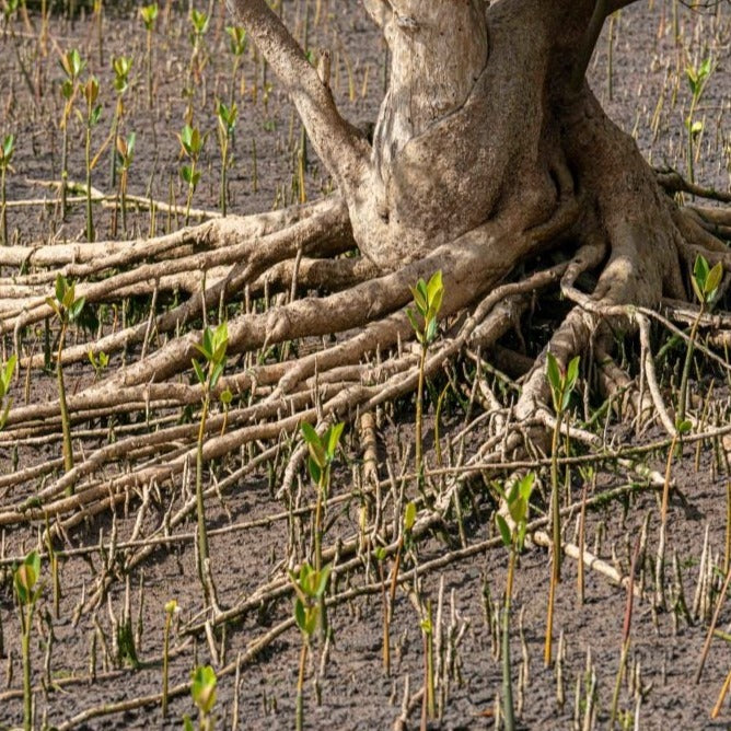 piantine di mangrovie che crescono intorno ad una grande mangrovia riforestazione treeonfy