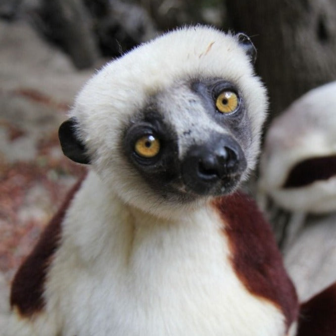 lemure del madagascar treeonfy biodiversita