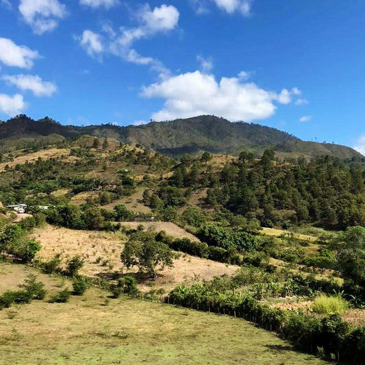 honduras deforestazione montagne treeonfy riforestaione