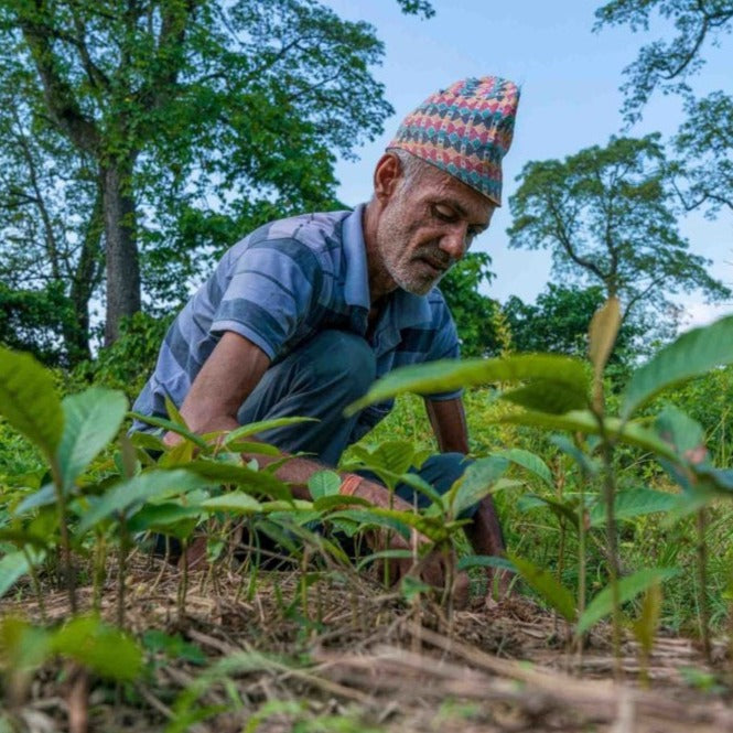 signore anziano nepal che raccoglie e pianta alberi treeonfy riforestazione
