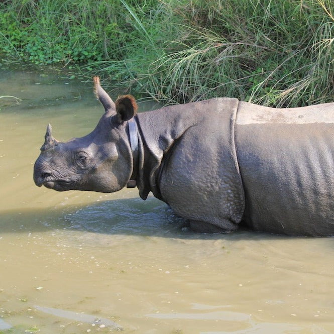 rinoceronte del nepal in un fiume treeonfy biodiversita