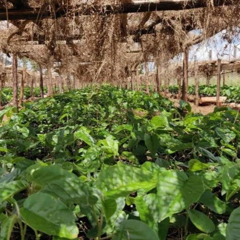 vivaio piantine kenya alberi treeonfy riforestazione