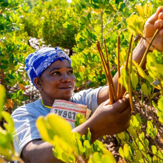 donna che raccoglie semi di mangrovia da piantare treeonfy riforestazione