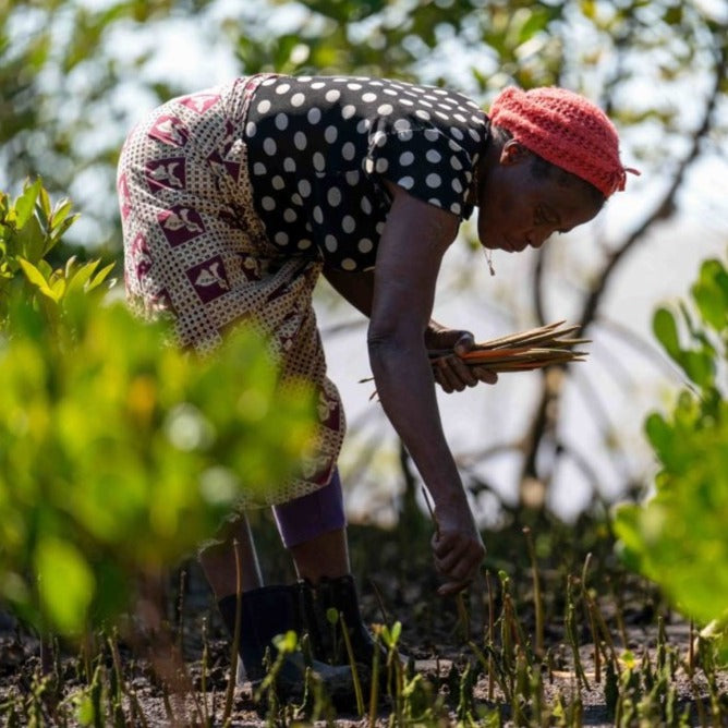 donna mozambico che pianta mangrovie treeonfy riforestazione
