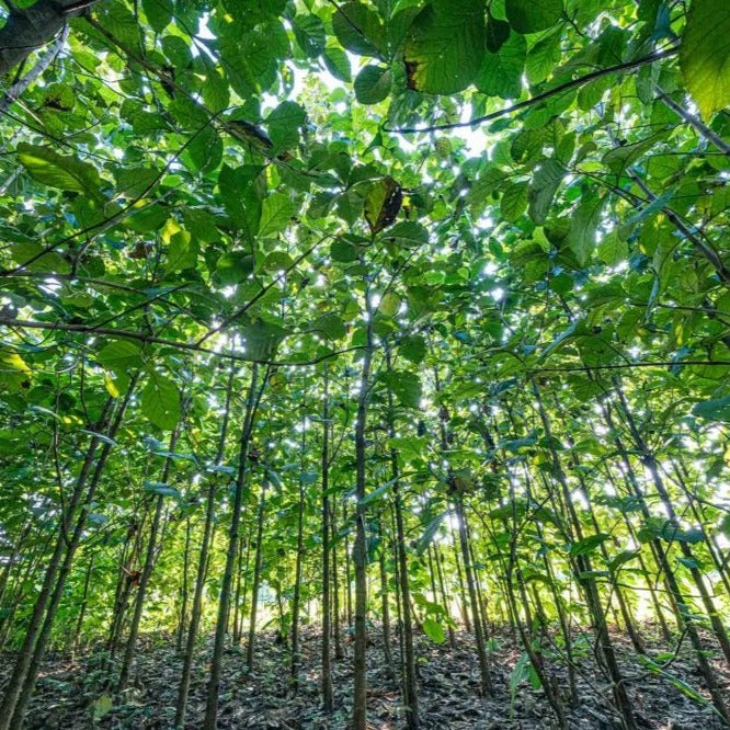 foresta nepal treeonfy riforestazione