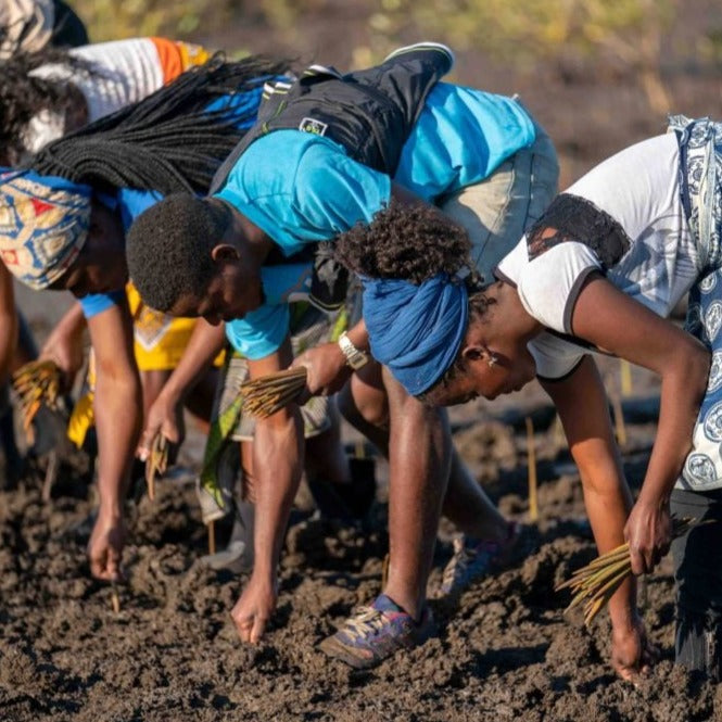 gruppo di persone in campo a mozambico che piantano mangrovie treeonfy servizio riforestazione a distanza 