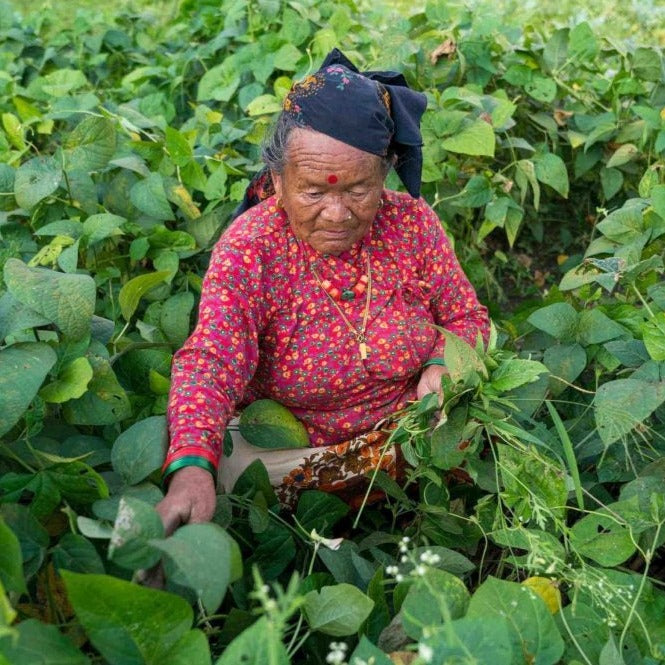 signora anziana che raccoglie semi nepal treeonfy riforestazione