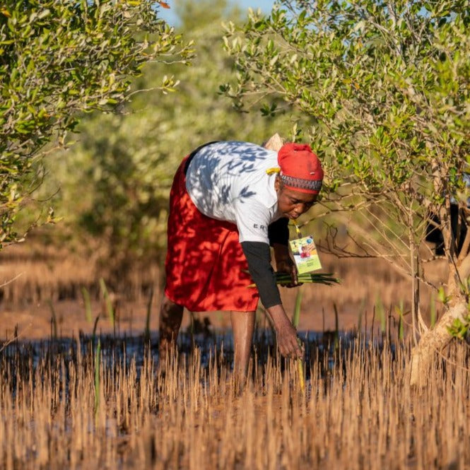 ragazza mozambico che pianta mangrovie treeonfy riforestazione